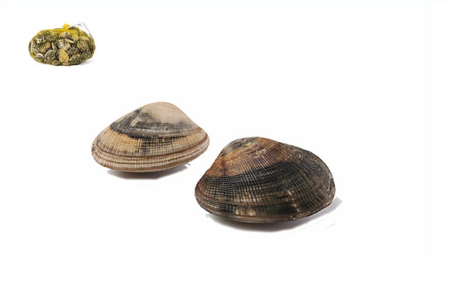 VENUSMUSCHELN-VONGOLE VERACI GROSSE (I)
