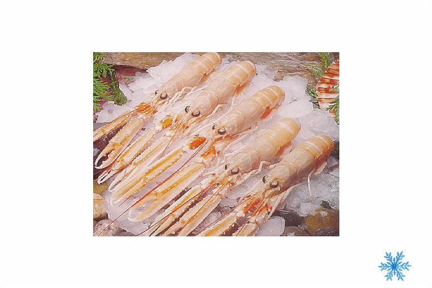SCAMPI 8-12 PZ/KG SG(DK)