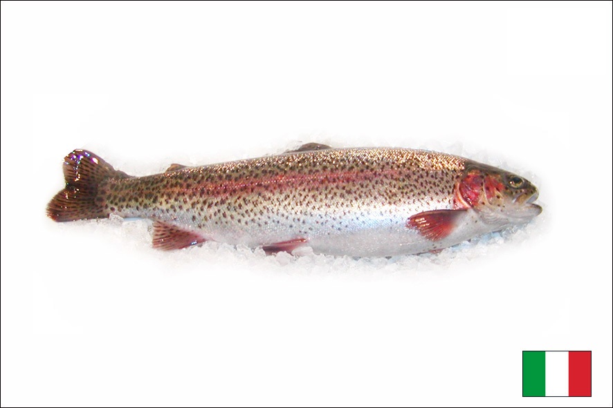 TROTA SALM. EVISC.3-4 KG IKEJIME(I)
