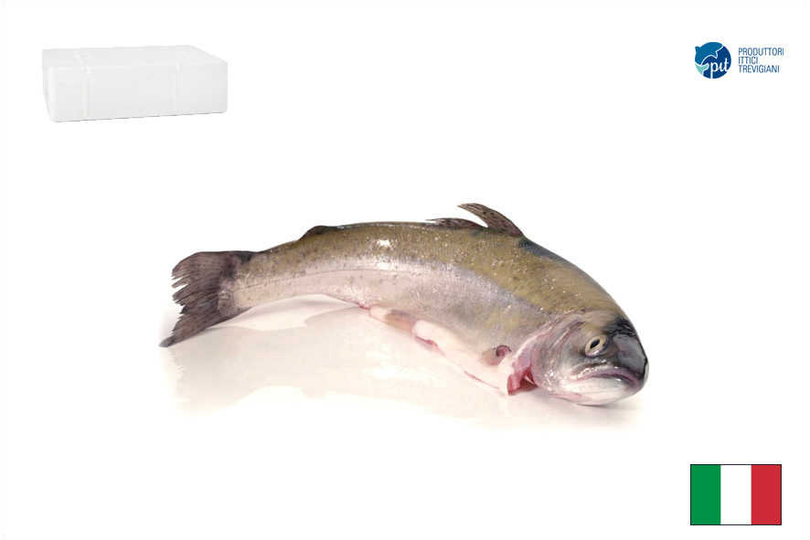 TROTA EVISC. 300-400 GR(I)