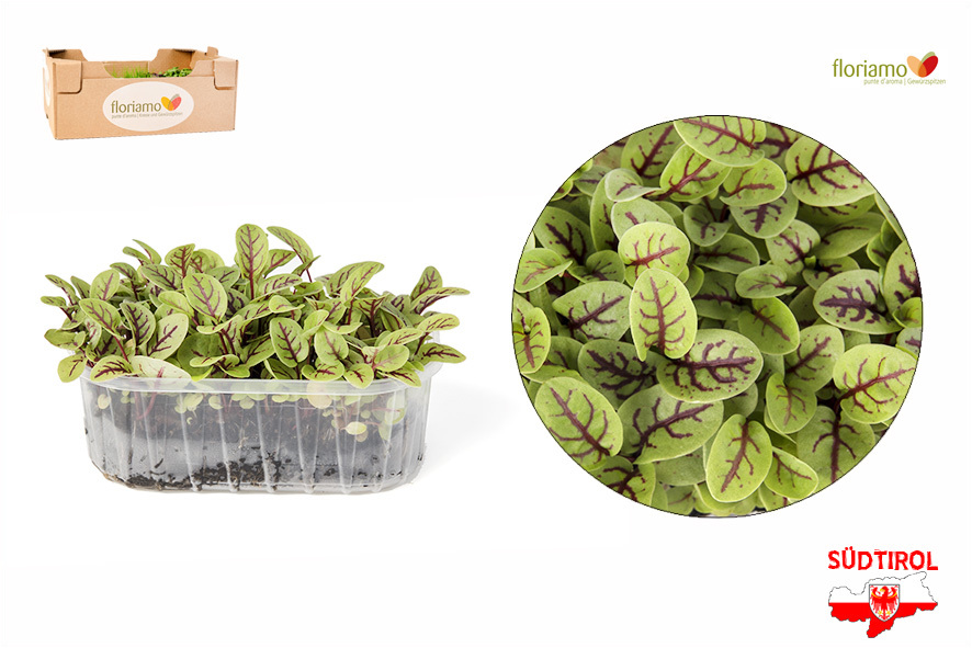 CRESCIONE ERBA ACETELLA ROSSA BIO