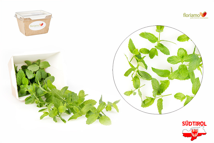 MINZE MAROKKANISCH SPITZEN ST