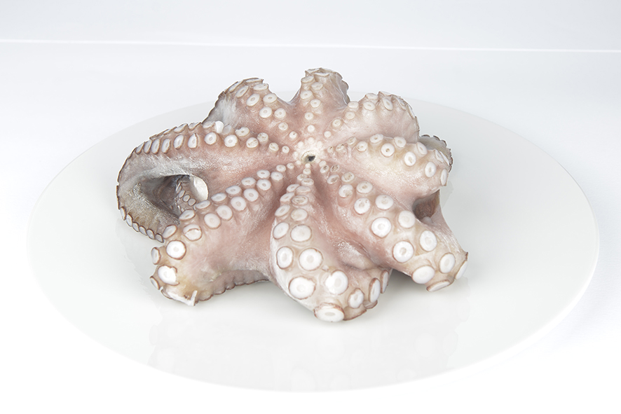 OCTOPUS-KRAKE 1-2 KG TK