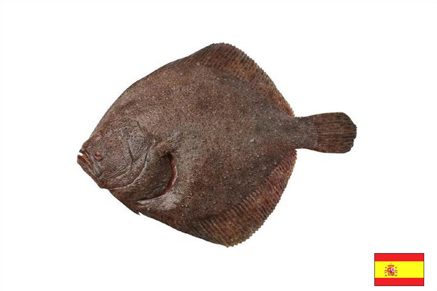 ROMBO A 2-2,5 KG(E)