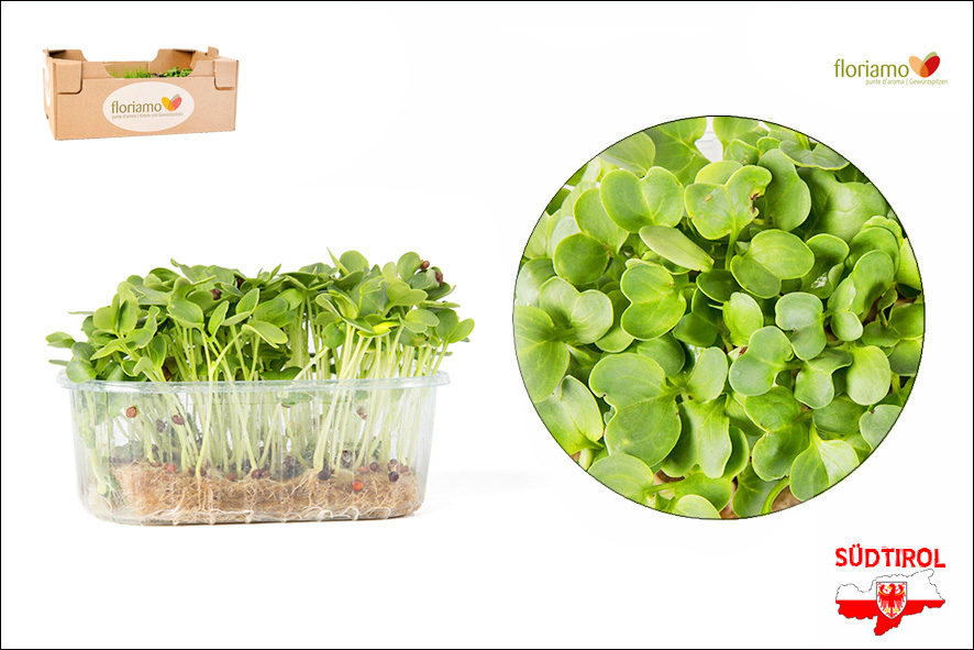 RETTICH DAIKON KRESSE BIO ST