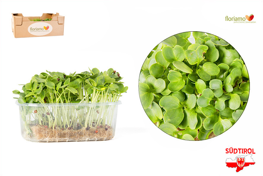 CRESCIONE RAFANO DAIKON BIO AA