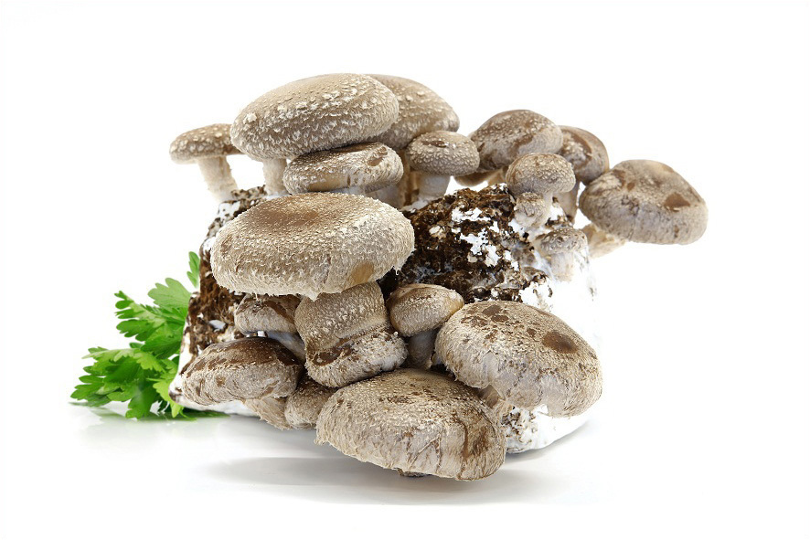 FUNGHI SHIITAKE BIO ALTO ADIGE