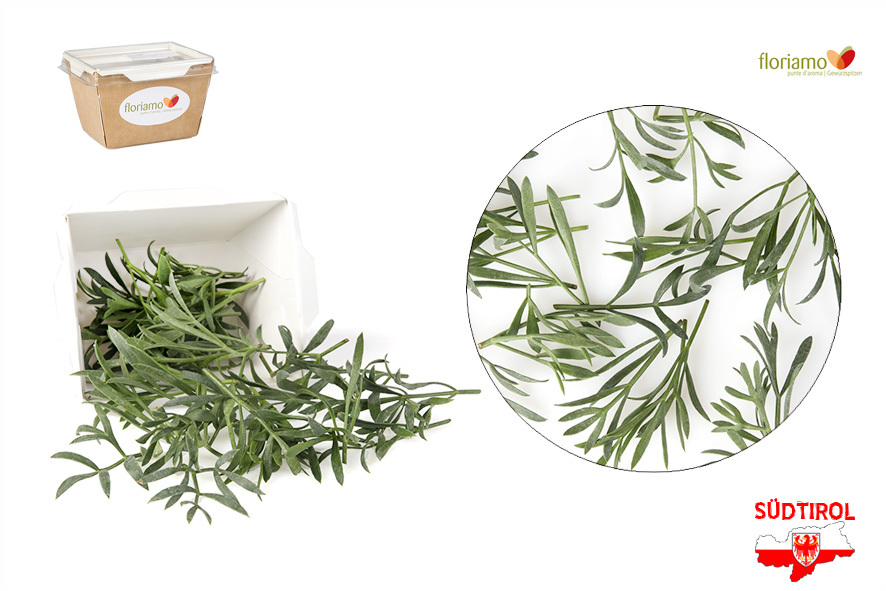 FINOCCHIO DI MARE AA