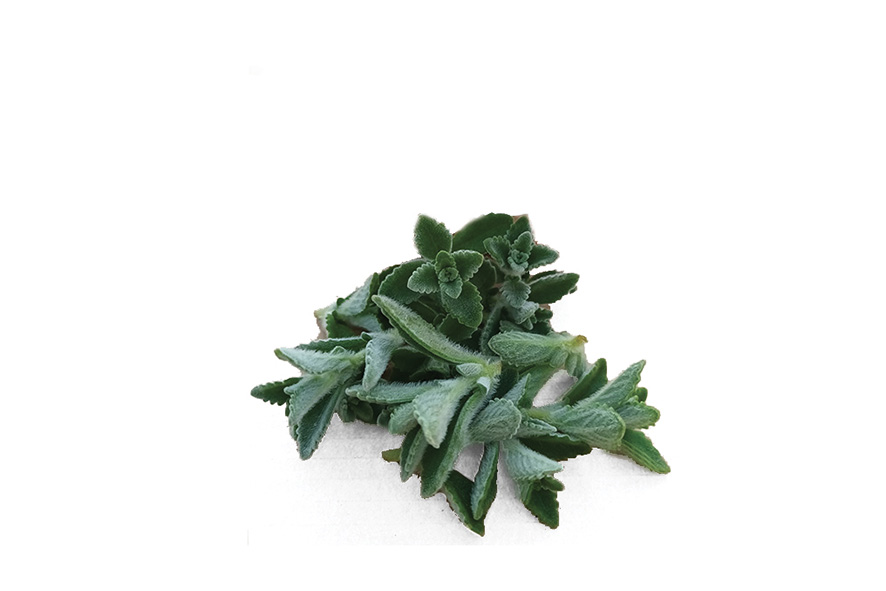 ORIGANO KUBANISCHER SPITZEN ST