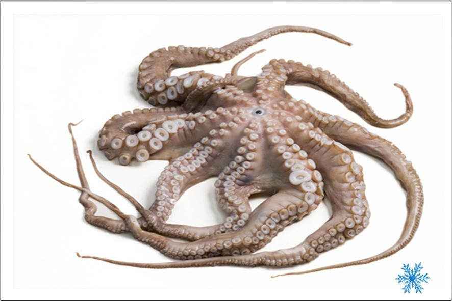 OCTOPUS-KRAKE APULIEN 2-3 KG TK