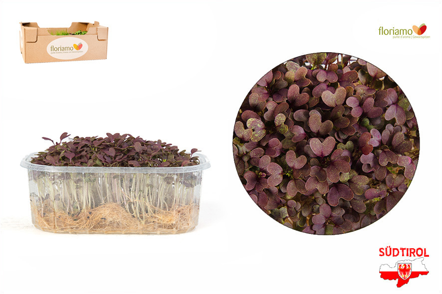 CRESCIONE ASIA INSALATA ROSSA BIO