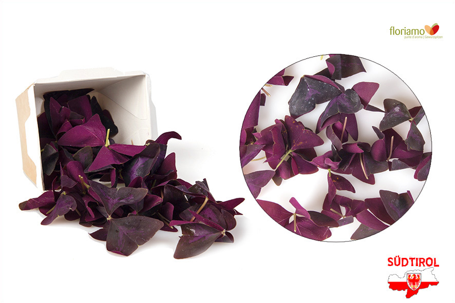 OXALIS ROT (SAUERKLEE) KLEIN ST