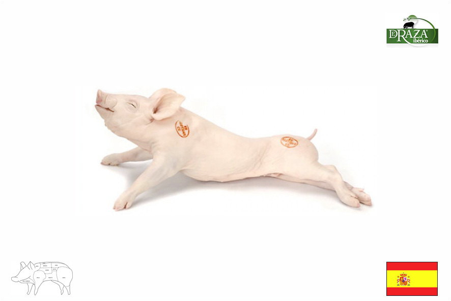 MILCHFERKEL IBERICO (COCHINILLO) FRISCH