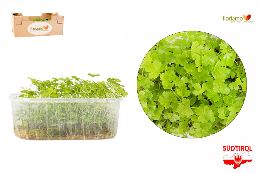 CRESCIONE PREZZEMOLO BIO AA