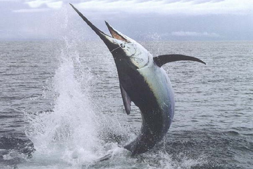 SCHWERTFISCH WF AUSGE. IKEJIME