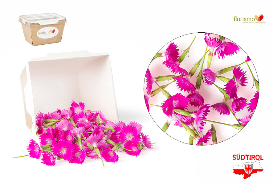 FIORI DIANTHUS (GAROFANI) AA