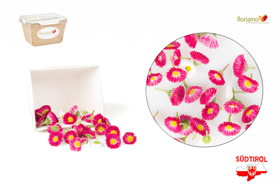 FIORI MARGHERITINA AA