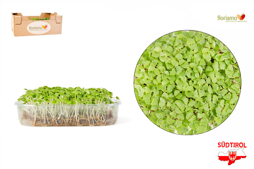 Grassera Da Cucina Con Colino 500 Ml - Design Moderno In Polipropilene, Verde Acqua, 16.5x12x10 Cm - Foto 9