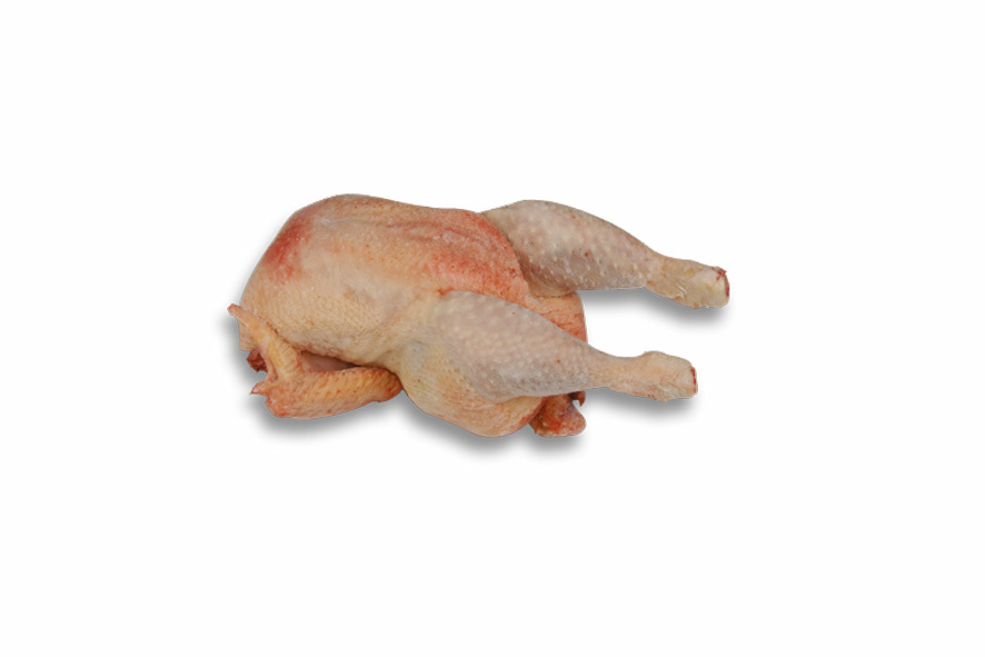 GALLINA A BUSTO(I)