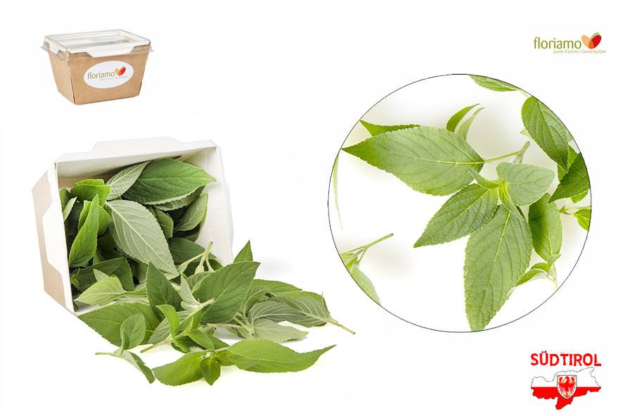 SALVIA ALL'ANANAS PUNTE AA