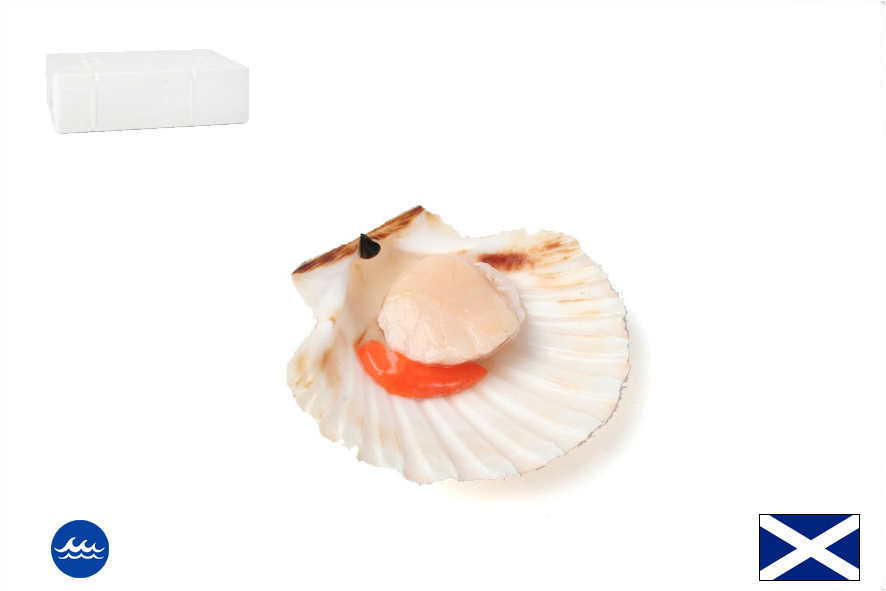 CAPPESANTE MEZZO GUSCIO WF