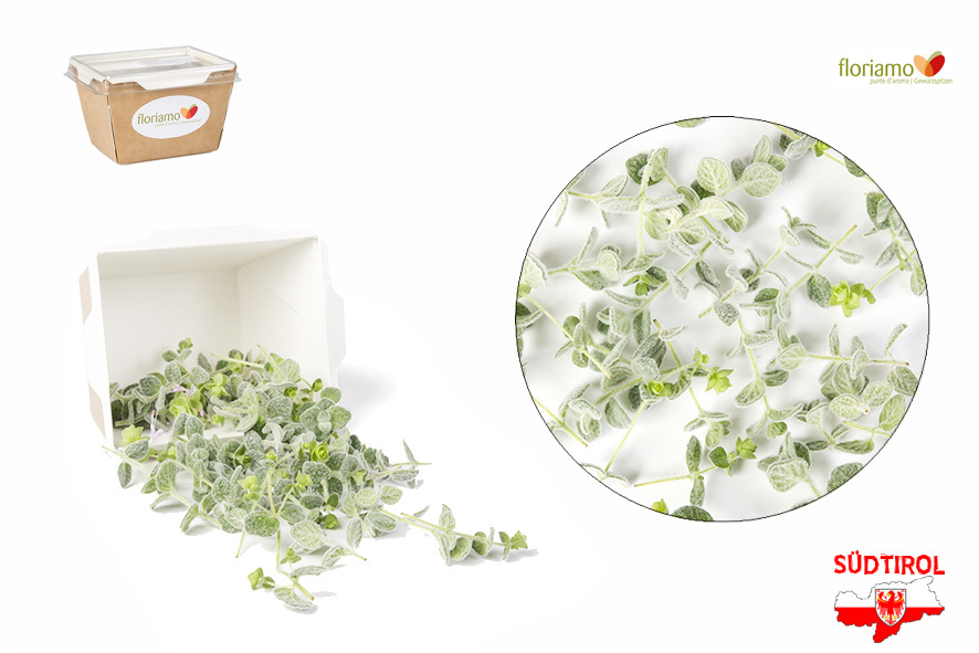 MAGGIORANA DI CRETA PUNTE AA