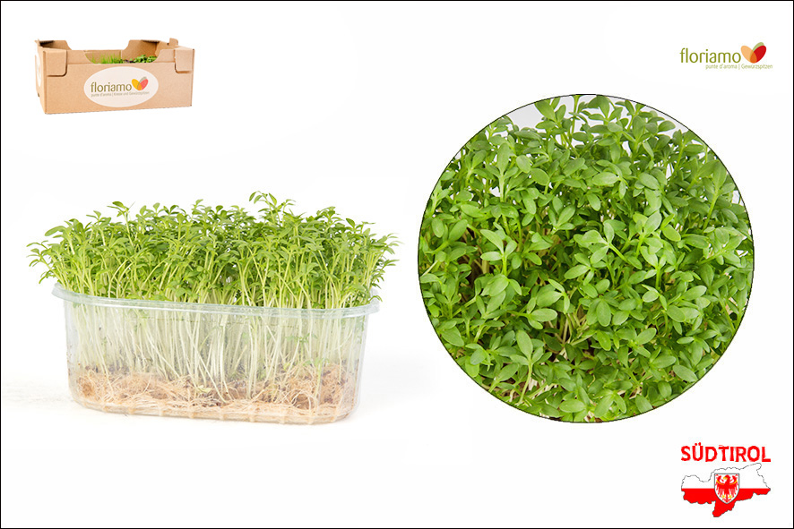 GARTENKRESSE BIO ST