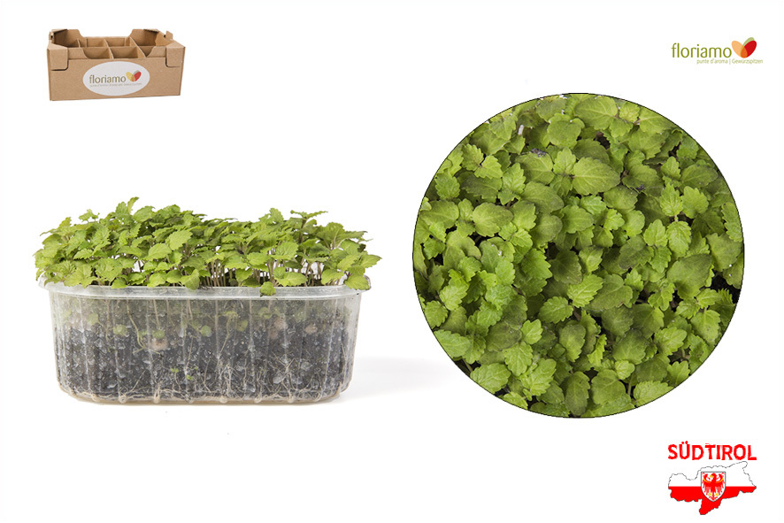 CRESCIONE MELISSA AL LIMONE BIO AA