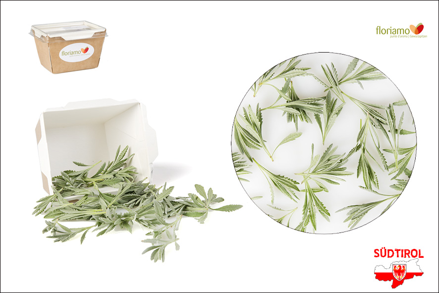 LAVENDEL GEZAHNT SPITZEN ST