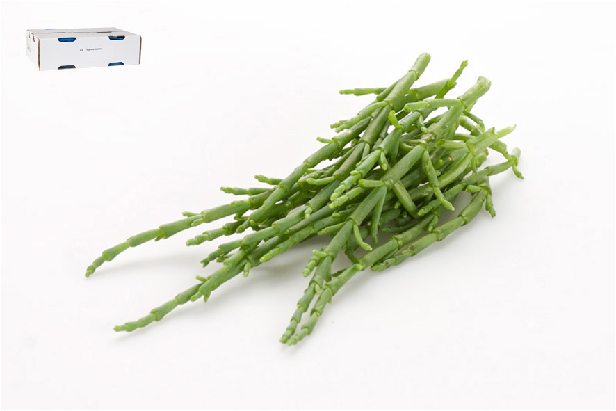 PASSEPIERRE (SALICORNIA)