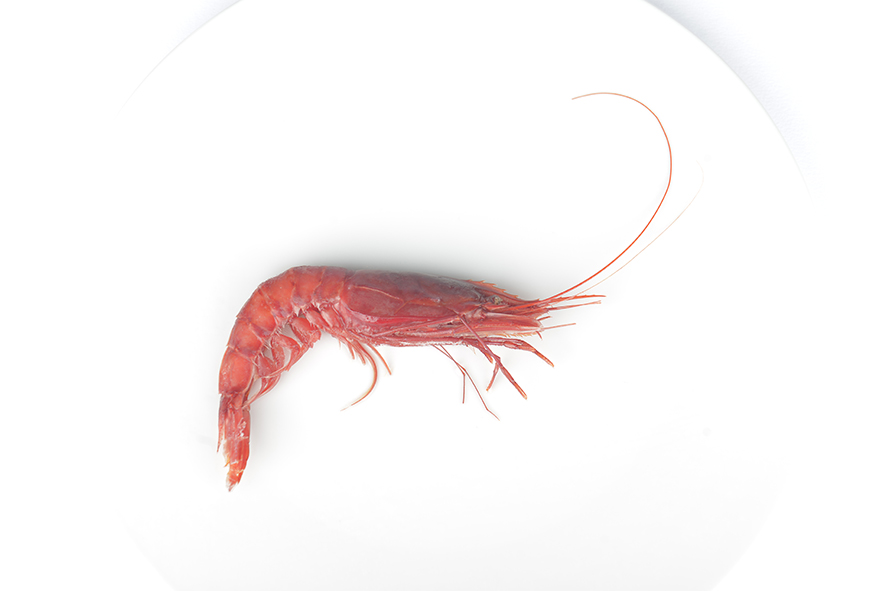 GAMBERO ROSSO I 20-25 PZ/KG PUGLIA