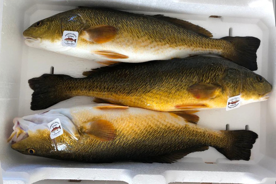 OMBRINA ATLANTICA A 3-4 KG(I)