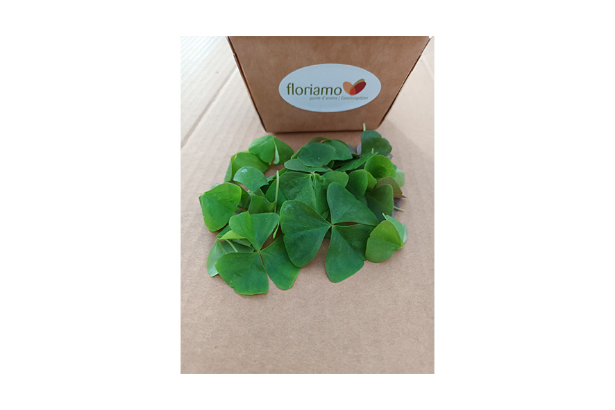 OXALIS GRUEN (SAUERKLEE) ST