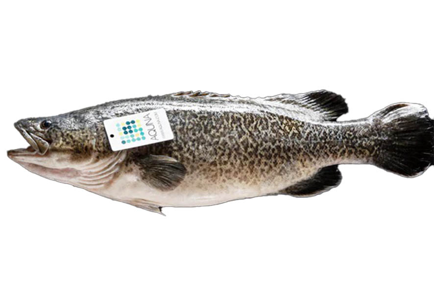 MURRAY COD 2,5-3 KG EVISC. (AUS)