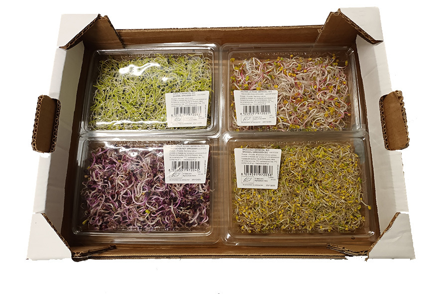 GERMOGLI MISTI SPICY X4 BIO