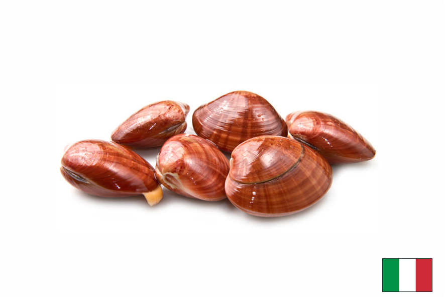 VENUSMUSCHELN GLATT WF (I)