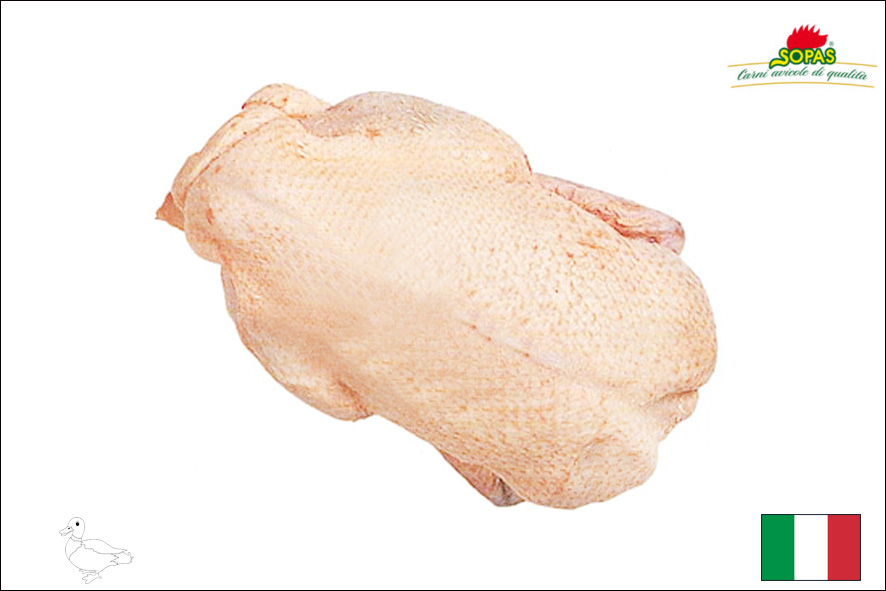 ENTE BARBERIE 1,4-1,5 KG(I)
