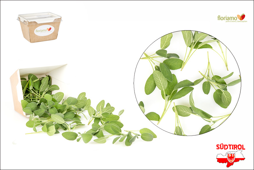 SALVIA FOGLIA STRETTA PUNTE AA