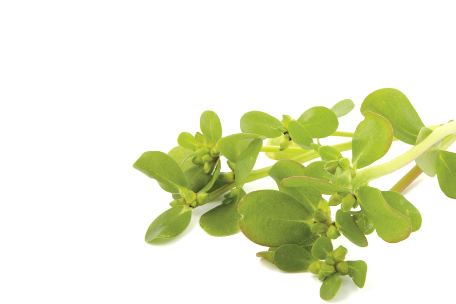 PORTULACA ESTIVA(F)