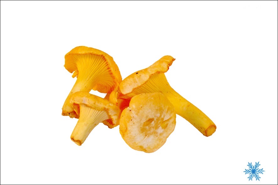 GALLINACCI - FINFERLI   SG