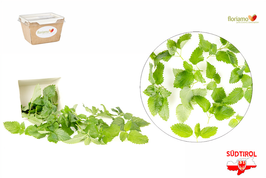 MELISSA AL LIMONE PUNTE AA