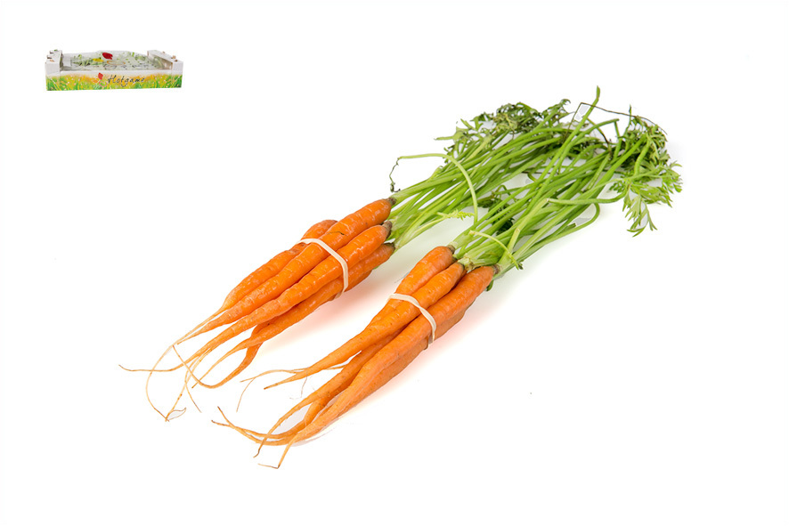 MINI CAROTINE CON VERDE(F)