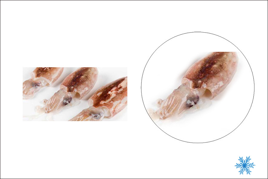 TINTENFISCH GEPUTZT 100-200 GR TK