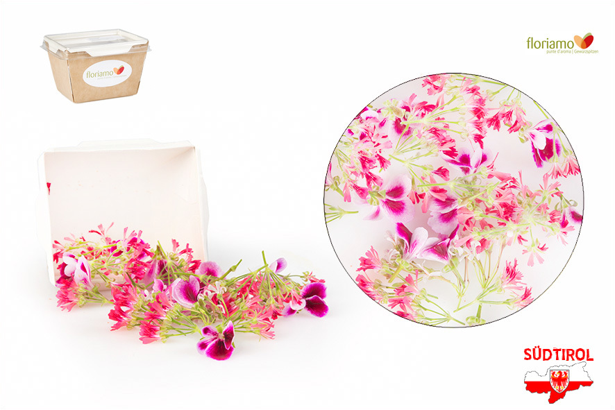 GERANI PROFUMATI AL LIMONE EDULI AA