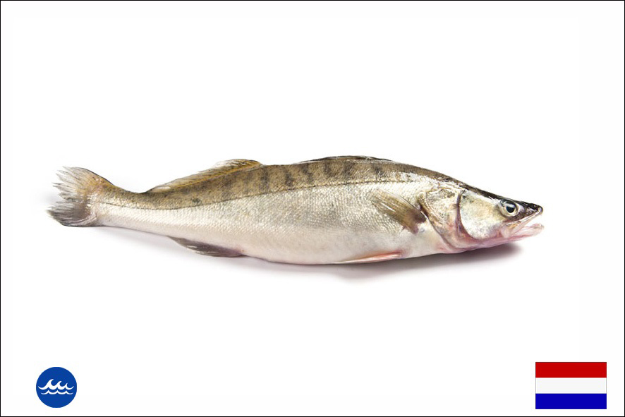 LUCIOPERCA EVISC. WF 4 KG+(NL)