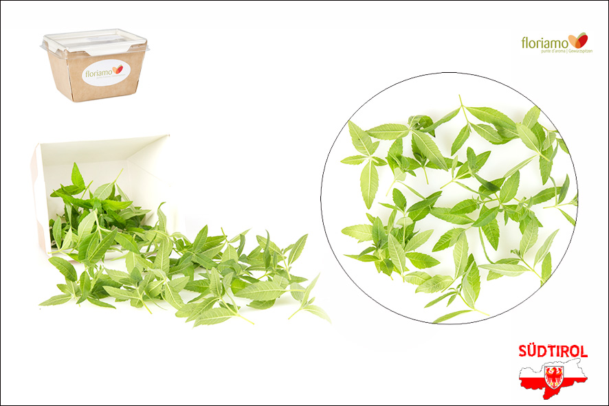 VERBENA PUNTE AA