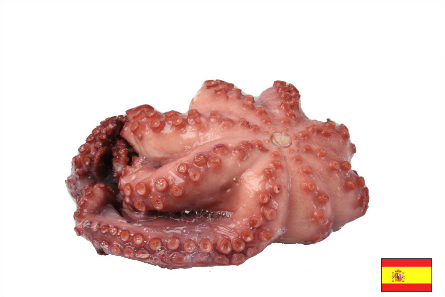 POLPO-PIOVRA COTTO 400-500 GR (E)
