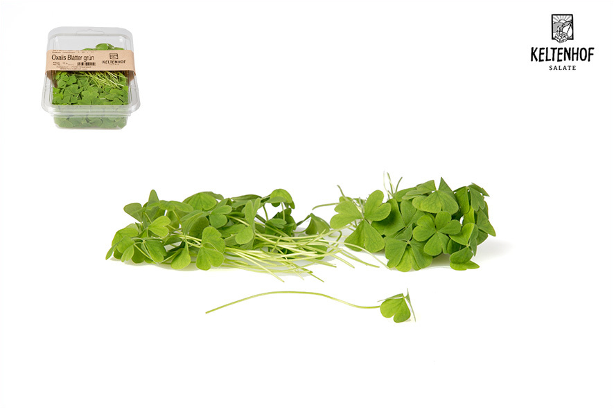 OXALIS (OSSALIDE) VERDE