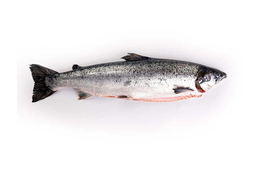 SALMONE A 5-5,5 KG EVISC. PREMIUM(N