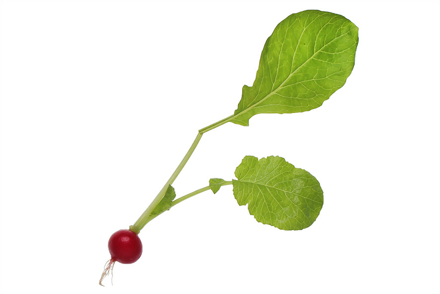 MINI RADIESCHEN